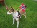 Forkurs for deg som skal få deg hund